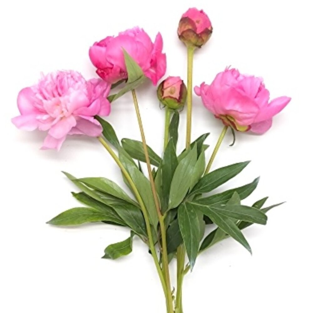 Intimates -------> - image 6